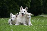 BERGER BLANC SUISSE - ADULTS ET PUPPIES 077